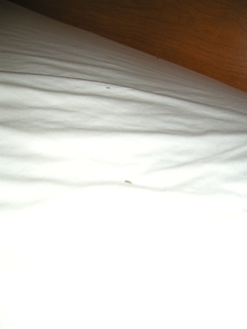 Darned ants on my pillow. Away with you!