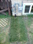 The nicest 12^2 ft of grass I have.