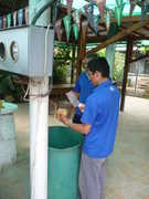 The lady operating the stall was blithly hacking open these water apples, and then our rafting instructor had a go.