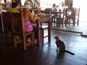 This cat was totally smart.  He's not allowed on the table, so he smacked the leftovers on to the floor first.  :-)