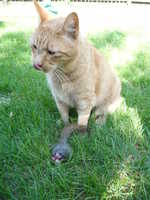 Ooooh!  You're eating squirrel guts.