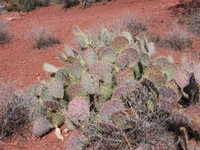 Mon 13 Mar 2006 12:10:00 MST
Cactus