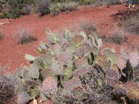 Mon 13 Mar 2006 12:10:05 MST
Cactus