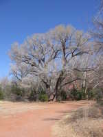 Wed 15 Mar 2006 14:52:18 MST
Cottonwood Tree. Red Rock State Park