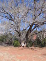 Wed 15 Mar 2006 15:00:34 MST
Cottonwood Tree. Red Rock State Park