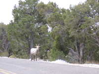 Thu 16 Mar 2006 12:11:37 MST
Local mountain goat at The Grand Canyon