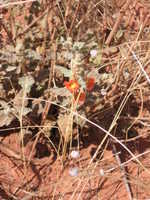 Fri 17 Mar 2006 13:38:19 MST
Flowering cactus, Courthouse Butte Loop Trail