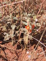 Fri 17 Mar 2006 13:38:23 MST
Flowering cactus, Courthouse Butte Loop Trail