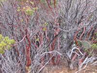 Tue 21 Mar 2006 12:09:33 MST
Brins Mesa Trail