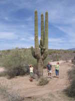 Sun 26 Mar 2006 13:09:30 MST
Saguarro cactus, just east of Mesa, Az.