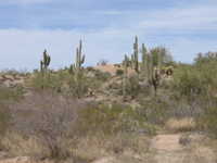 Sun 26 Mar 2006 13:11:10 MST
Saguarro cactus, just east of Mesa, Az.