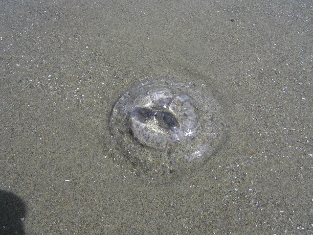 A jellyfish being eaten by some sort of bugs.