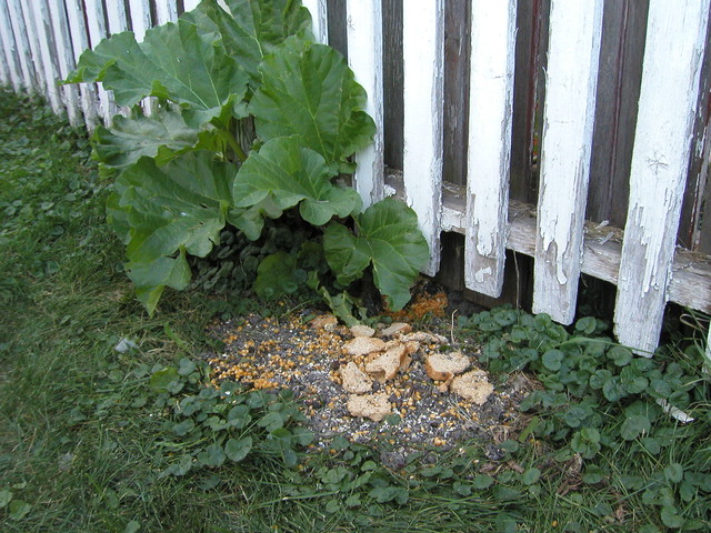 Maybe giant swans want that bread, but in Edmonton it's only my skunks  :-(
I think that's microwave popcorn kernels there too.