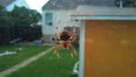 Here's a spider in my garage window.  She disappeared sometime in September, so her fate is unknown.